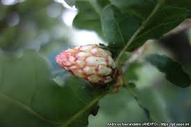 Attēlu rezultāti vaicājumam “Andricus foecundatrix”