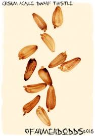 Attēlu rezultāti vaicājumam “Cirsium acaule leaf”