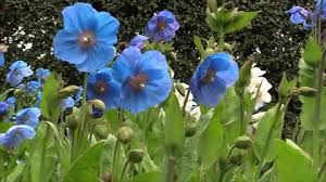 Image result for Scheinmohn