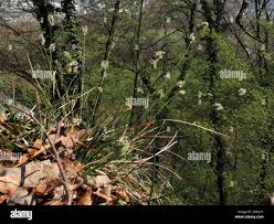 Attēlu rezultāti vaicājumam “Sesleria caerulea leaf”
