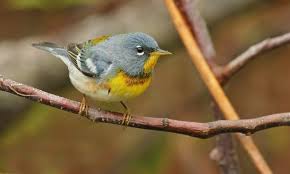 Image result for Parula americana