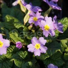 Attēlu rezultāti vaicājumam “Primula x margotae”