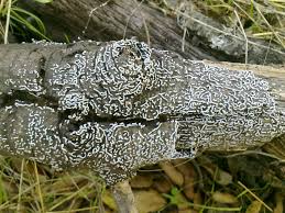 Attēlu rezultāti vaicājumam “Physarum bitectum”