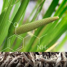 Image result for Calamus nodosus