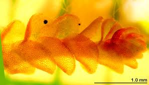 Attēlu rezultāti vaicājumam “Nardia scalaris cells”