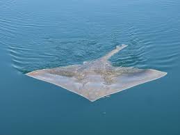 Image result for Dipturus intermedius