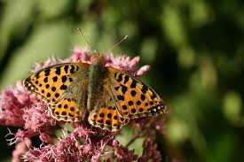 Attēlu rezultāti vaicājumam “Issoria lathonia”