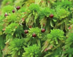 Attēlu rezultāti vaicājumam “Sphagnum quinquefarium”