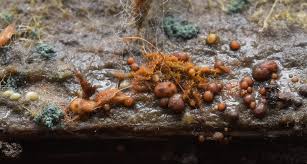 Attēlu rezultāti vaicājumam “Amaurochaete atra young”