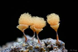 Attēlu rezultāti vaicājumam “Claustria didermoides macro”