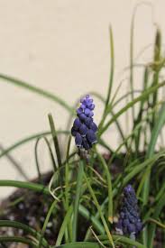 Attēlu rezultāti vaicājumam “Muscari neglectum”