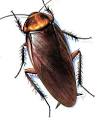 Coral Springs Cockroach Removal - Cockroach Exterminators Coral ...