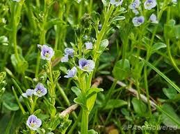 Attēlu rezultāti vaicājumam “Veronica serpyllifolia leaf”