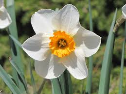 Attēlu rezultāti vaicājumam “Narcissus flower”