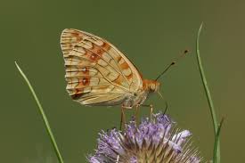 Attēlu rezultāti vaicājumam “Argynnis adippe”