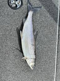 Image result for Coregonus artedi