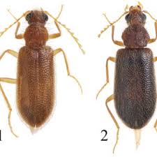 Attēlu rezultāti vaicājumam “Pyrochroidae imago”