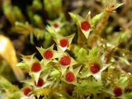 Attēlu rezultāti vaicājumam “Philonotis calcarea”