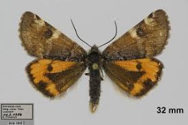 Attēlu rezultāti vaicājumam “Archiearis parthenias”