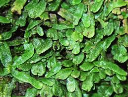 Attēlu rezultāti vaicājumam “Blepharostoma trichophyllum sporophyte”