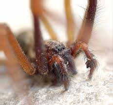 Attēlu rezultāti vaicājumam “Tegenaria sp.”