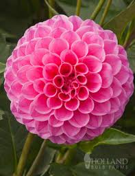 Image result for Dahlia x pinnata `Pompon Lilliput`