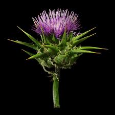 Attēlu rezultāti vaicājumam “Silybum marianum fruit”