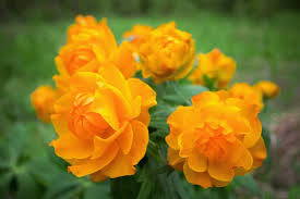 Attēlu rezultāti vaicājumam “Trollius europaeus”