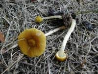 Attēlu rezultāti vaicājumam “Pluteus leoninus”