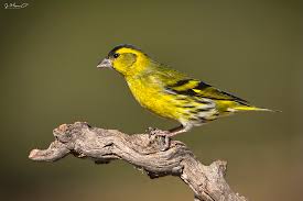 Attēlu rezultāti vaicājumam “Carduelis spinus”