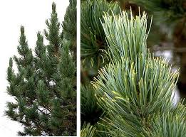 Image result for Pinus cembra