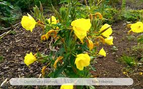 Image result for Nachtkerze