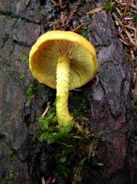 Attēlu rezultāti vaicājumam “Pholiota flammans”