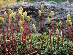 Attēlu rezultāti vaicājumam “Pogonatum urnigerum macro”