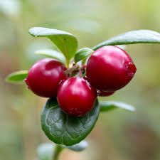 Attēlu rezultāti vaicājumam “Oxycoccus leaf”