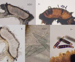 Attēlu rezultāti vaicājumam “Phaeographis dendritica”