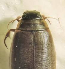 Attēlu rezultāti vaicājumam “Colymbetes striatus”