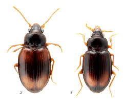 Attēlu rezultāti vaicājumam “Tachyta nana”