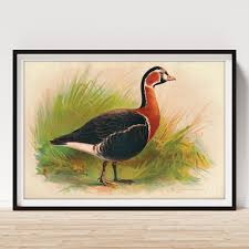 Image result for Branta ruficollis