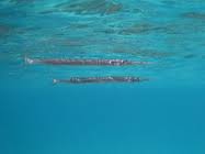 Attēlu rezultāti vaicājumam “Belone belone”