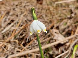 Attēlu rezultāti vaicājumam “Leucojum vernum var. carpathicum”