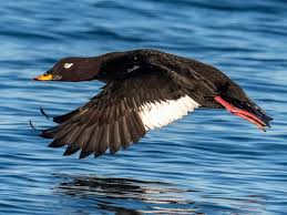 Attēlu rezultāti vaicājumam “Melanitta fusca male”