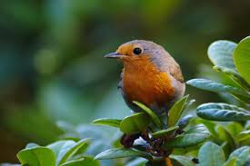 Attēlu rezultāti vaicājumam “Muscicapidae”