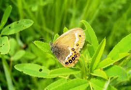Attēlu rezultāti vaicājumam “Coenonympha hero underside”