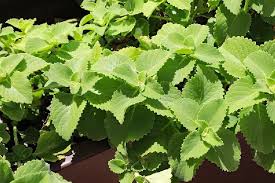 Image result for Oregano