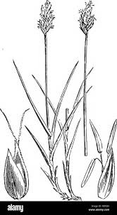 Attēlu rezultāti vaicājumam “Carex pauciflora”