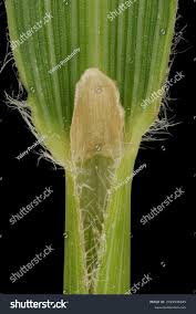 Attēlu rezultāti vaicājumam “Calamagrostis arundinacea leaf”