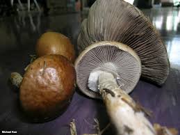 Attēlu rezultāti vaicājumam “Stropharia hornemannii”