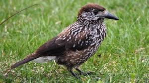 Attēlu rezultāti vaicājumam “Nucifraga caryocatactes adult”