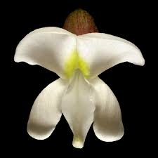 Attēlu rezultāti vaicājumam “Robinia pseudoacacia flower”